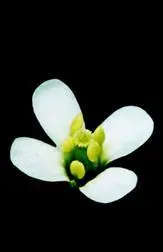 Резуховидка Таля Arabidopsis thaliana важнейший модельный объект генетики - фото 49