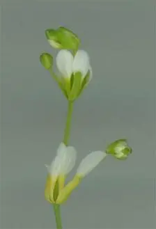 Слева мутант Arabidopsis по гену AGAMOUS у него не образуются тычинки и - фото 50