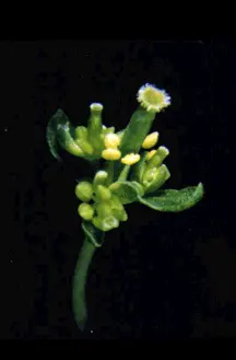 Слева мутант Arabidopsis по гену AGAMOUS у него не образуются тычинки и - фото 51
