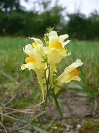 Льнянка обыкновенная Linaria vulgaris невысокое растение с красивыми - фото 52