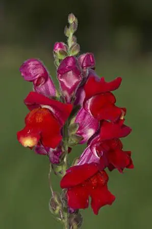 Львиный зев большой Antirrhinum majus ещё один модельный объект генетики - фото 55