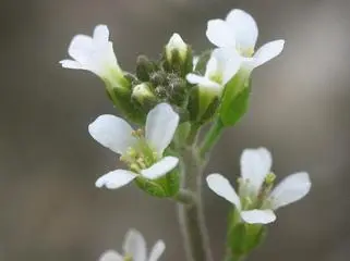 Сверху радиальносимметричные цветки резуховидки Таля Arabidopsis thaliana - фото 57