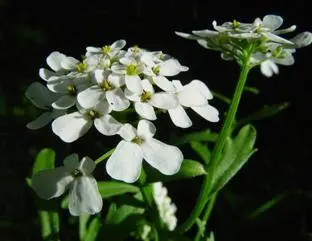 Сверху радиальносимметричные цветки резуховидки Таля Arabidopsis thaliana - фото 58