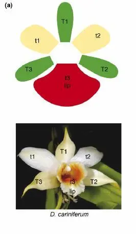 Схема строения околоцветника орхидей на примере Dendrobium cariniferum из - фото 59