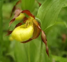 Орхидеи ваниль Vanilla planifolia подсемейство Vanilloideae из тропиков - фото 63
