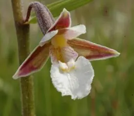 Орхидеи ваниль Vanilla planifolia подсемейство Vanilloideae из тропиков - фото 65