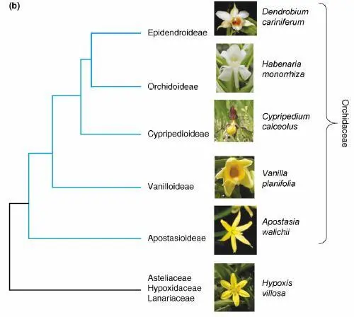 Родственные связи между Hypoxidaceae и подсемействами орхидных из статьи - фото 66
