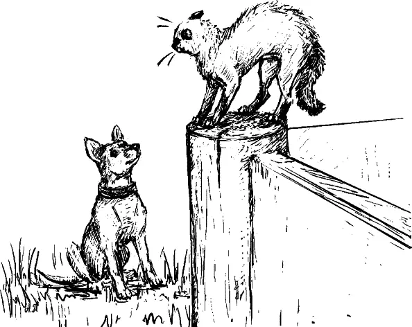 Решая съесть ли соседскую кошку или не стоит собака руководствуется памятью о - фото 25