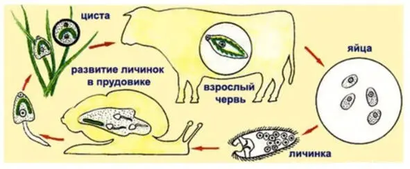 Этот паразитический плоский червь проводит свою жизнь в разных состояниях - фото 73
