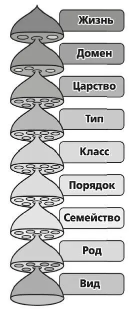 Рис 10 Иерархия в биологической систематике А есть еще и вибрионы Всем - фото 10