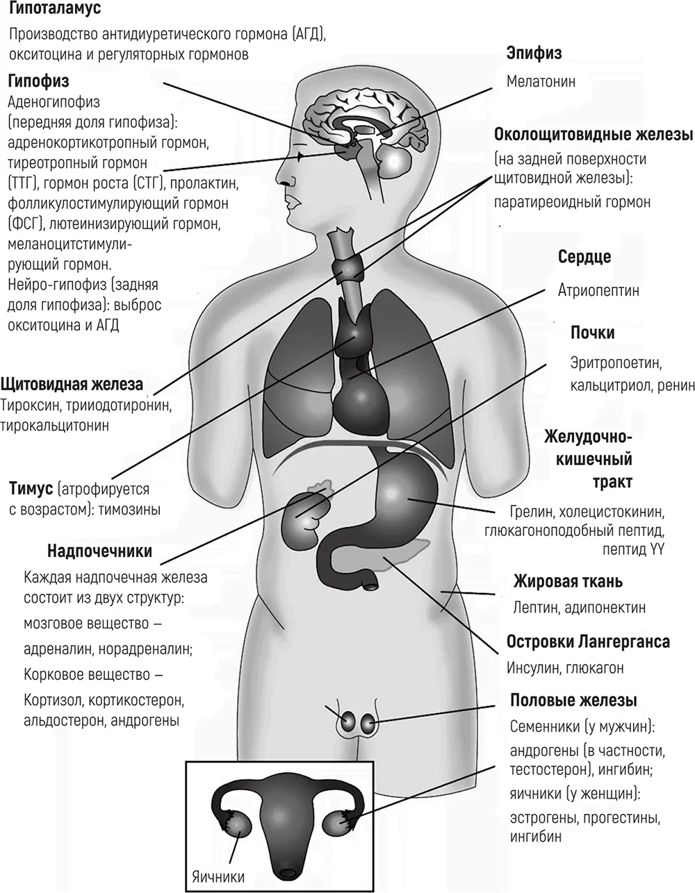 Рис 4 Гормоны имеют важное значение для позвоночных и беспозвоночных Часто у - фото 4