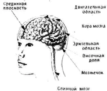 Рис 51 Головной мозг человека При взгляде как сказать извне видны два - фото 13