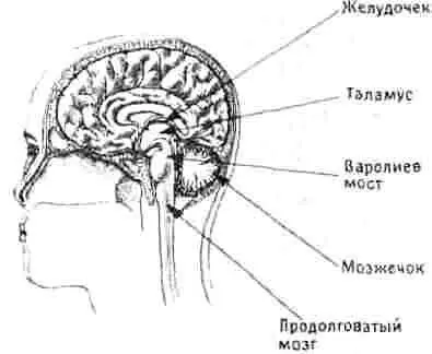 Рис 52 Разрез мозга по срединной плоскости Здесь видны некоторые внутренние - фото 14