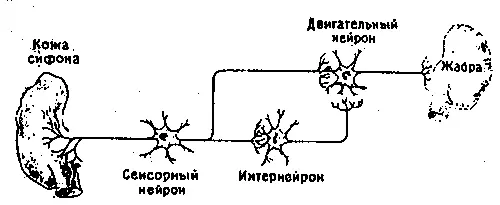 Рис 92b Схема нервных связей в редуцированном препарате Кэндел и его - фото 25