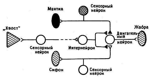 Рис 93 Схема нервного аппарата классического обусловливания у аплазии Один - фото 26