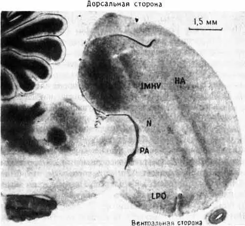 Рис 102 Разрез переднего мозга цыпленка На этой микрофотографии показано - фото 30