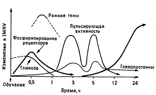 Рис 103 Молекулярный каскад памяти Кривые схематически показывают - фото 31