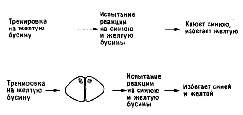 Рис 1110 Эксперимент с различением цветов цыплятами К лету 1991 года мы С - фото 48