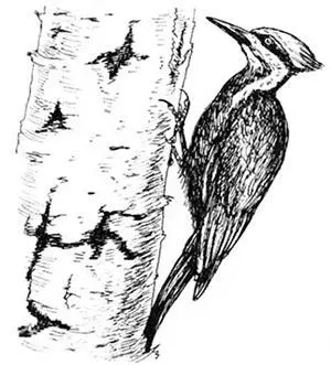 Хохлатая желна 105 Хохлатая желна лат Dryocopus pileatus птица - фото 31