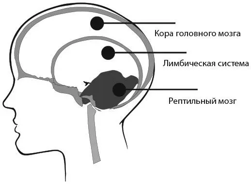 Рис 31 Лимбическая система Вторая часть мозга лимбическая система или - фото 6