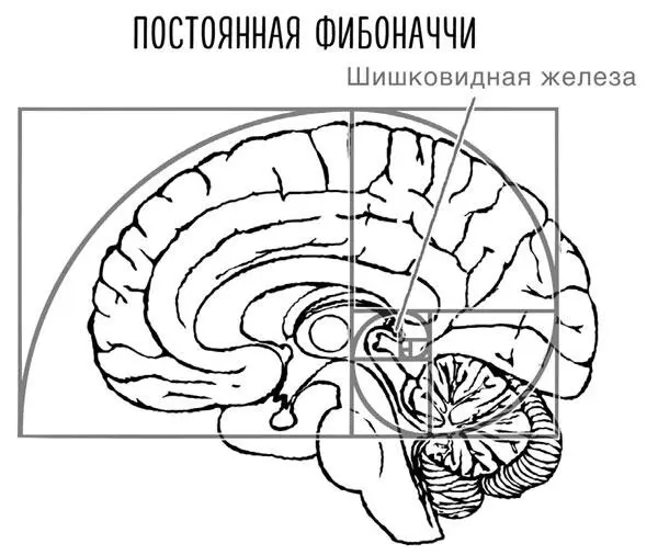 Рисунок 1213 Если приложить эту формулу к мозгу и начать делить квадратуру - фото 72