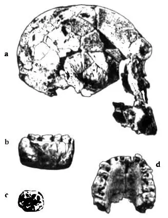Рис 1 аЧереп KNMER 1470 Homo rudolfensis Из книги From Lucy to language - фото 1