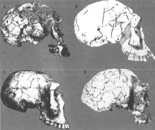 Рис 6 Эволюция черепа Homo erectus ergaster от древнейших форм KNMER - фото 6