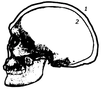 Рис 9 Сопоставление черепов Сантано ду Риашо 1 с экземпляром и С101 из - фото 9