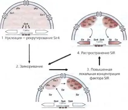 Рис 410Спонтанное формирование субкомпартментов сайленсинга Показана - фото 31
