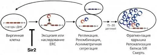 Рис 411Рекомбинация рДНК приводит к старению клеток у дрожжей рДНК - фото 32