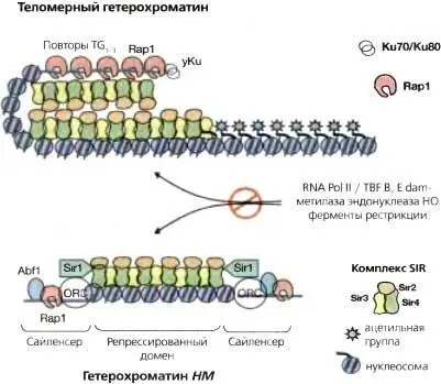 Рис 45Модель гетерохроматина дрожжей в теломерах и локусах НМ Для - фото 26