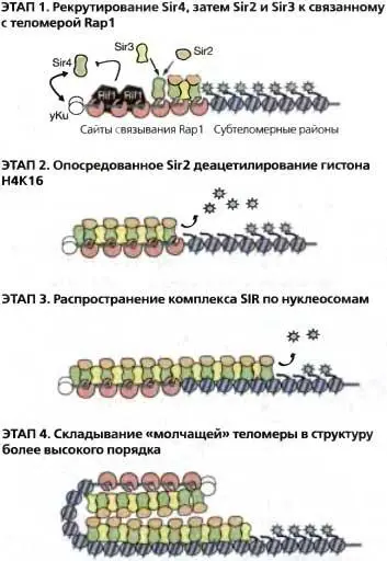 Рис 46Этапы сборки теломерного гетерохроматина ЭТАП 1 Рекрутирование - фото 27