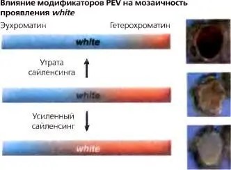 Рис 52Зависимые от дозы эффекты некоторых модификаторов PEV Полагают что - фото 35