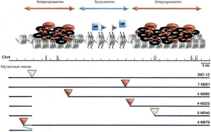 Рис 57Возможная модель гетерохроматинового нацеливания dsRNA с - фото 41