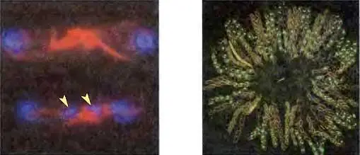 Robin С Allshire 1 и Eric U Selker 2 1Wellcome Trust Center for Cell - фото 42
