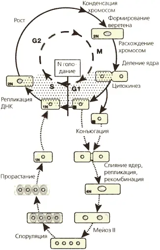 Рис 61Жизненный цикл дробянковых дрожжей S pombe Дробянковые дрожжи имеют - фото 43