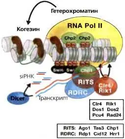 Puc 66Транскрипция центромерных повторов связывает RNAi образование - фото 48
