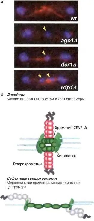 Рис 67Утрата гетерохроматина приводит к дефектному расхождению хромосом - фото 49
