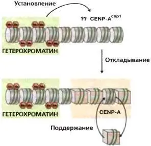 Рис 68Установление и поддержание хроматина CENPA ДНК центрального домена - фото 50