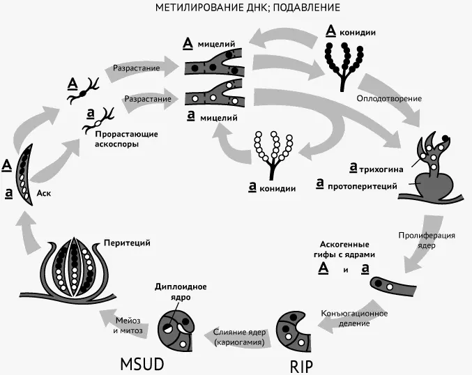 Рис 69Жизненный цикл N crassa Указываются стадии на которых происходят - фото 51