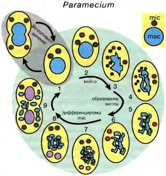 Рис 71Жизненные циклы Paramecium вверху и Tetrahymena внизу Стадия 1 - фото 60