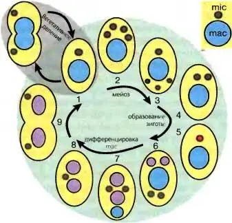 Рис 71Жизненные циклы Paramecium вверху и Tetrahymena внизу Стадия 1 - фото 61