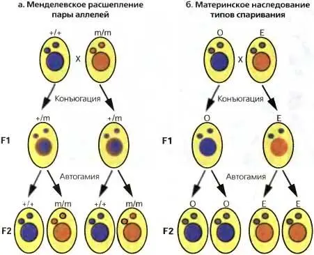 Рис 72Менделевская vs цитоплазматическая наследственность а Конъюгация - фото 62