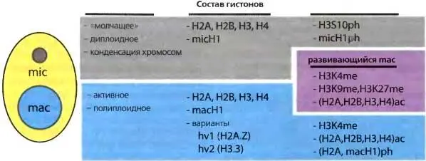 Puc 74Ядерный диморфизм у инфузорий Микронуклеус зародышевая линия - фото 64