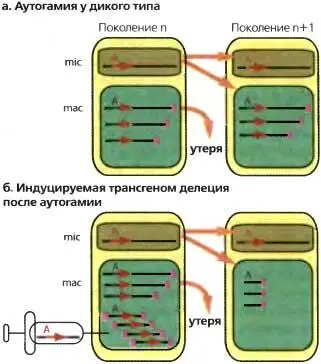 Рис 76Индуцированные трансгеном делеции у Paramecium а У дикого типа - фото 66