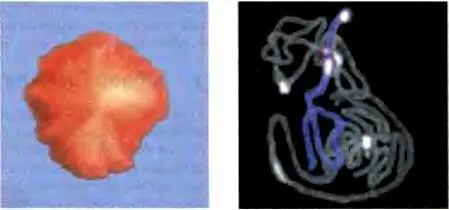 Robert Martiensser 1 и Danesh Moazed 2 1Cold Spring Harbor Laboratory Cold - фото 71
