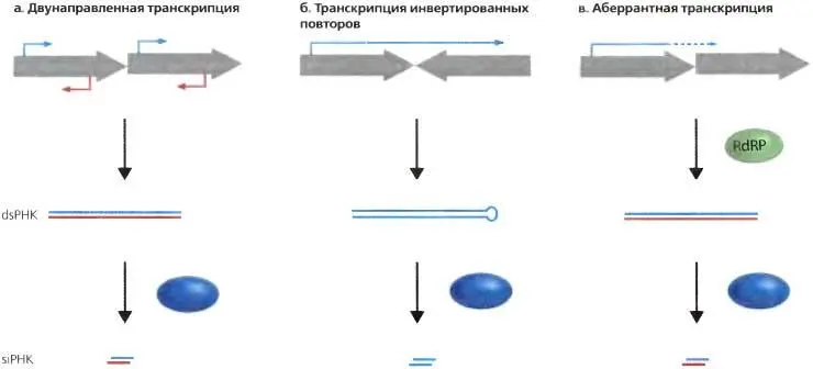 Рис 81 Источники dsRNA являющихся субстратом для образования siRNAs - фото 72