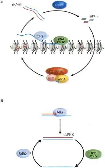 Рис 8 7 Гипотетические модели относительно роли RNA pol IVв метилировании - фото 79