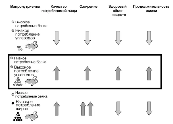 Рис 4 Благодаря результатам экспериментов на мышах и простых организмах мы - фото 29