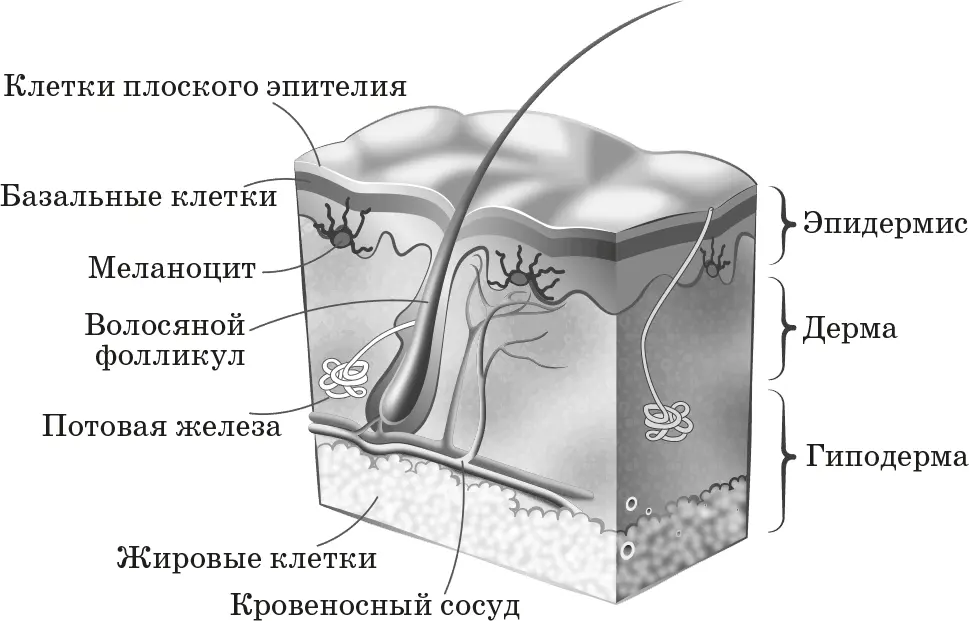 Строение кожи Кожа состоит из трех слоев Эпидермис Знакомьтесь эпидермис - фото 2